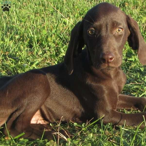 Samantha, German Shorthaired Pointer Puppy